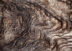 Wall Mural - Abstract Background with Tree Bark