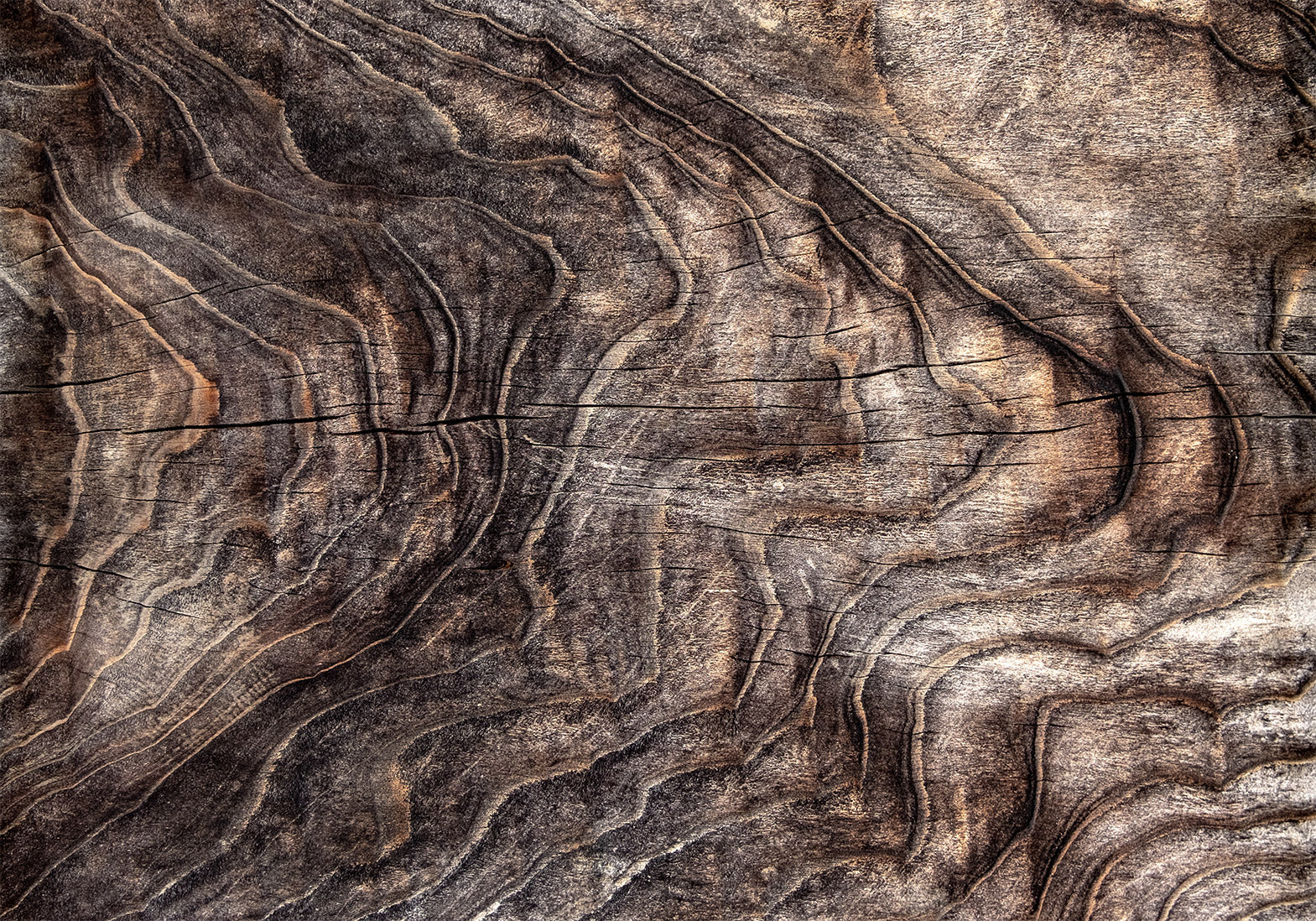 Wall Mural - Abstract Background with Tree Bark