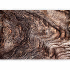 Wall Mural - Abstract Background with Tree Bark