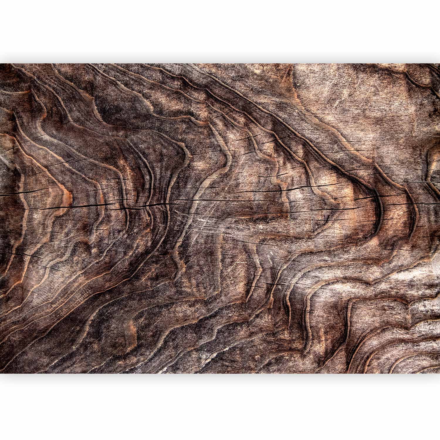 Wall Mural - Abstract Background with Tree Bark