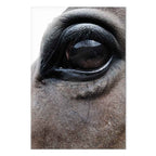 Horse Portrait Canvas Print