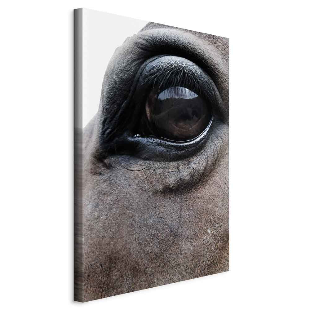 Horse Portrait Canvas Print