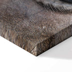 Horse Portrait Canvas Print