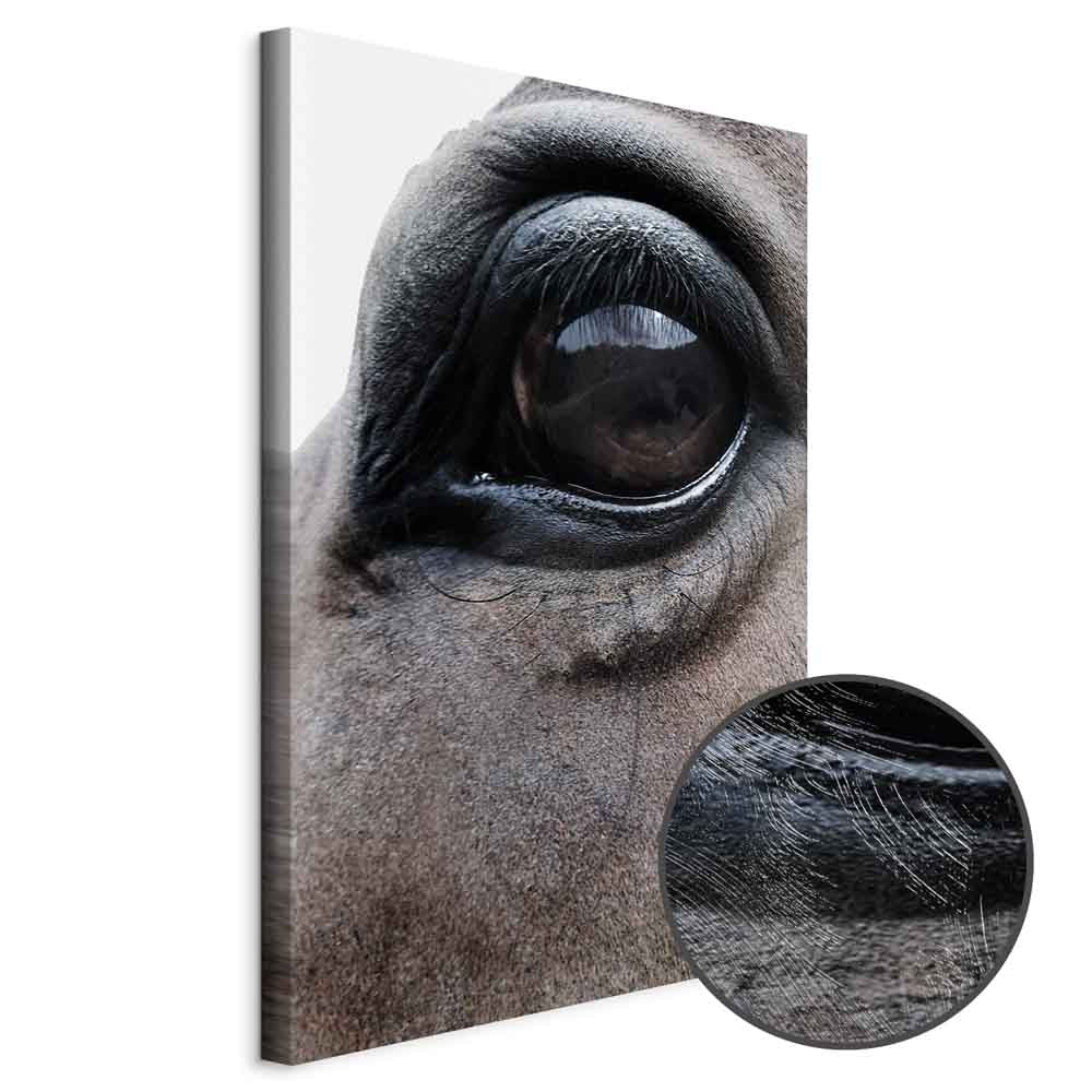 Horse Portrait Canvas Print