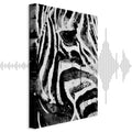 Striped Zebra Nature Canvas Print