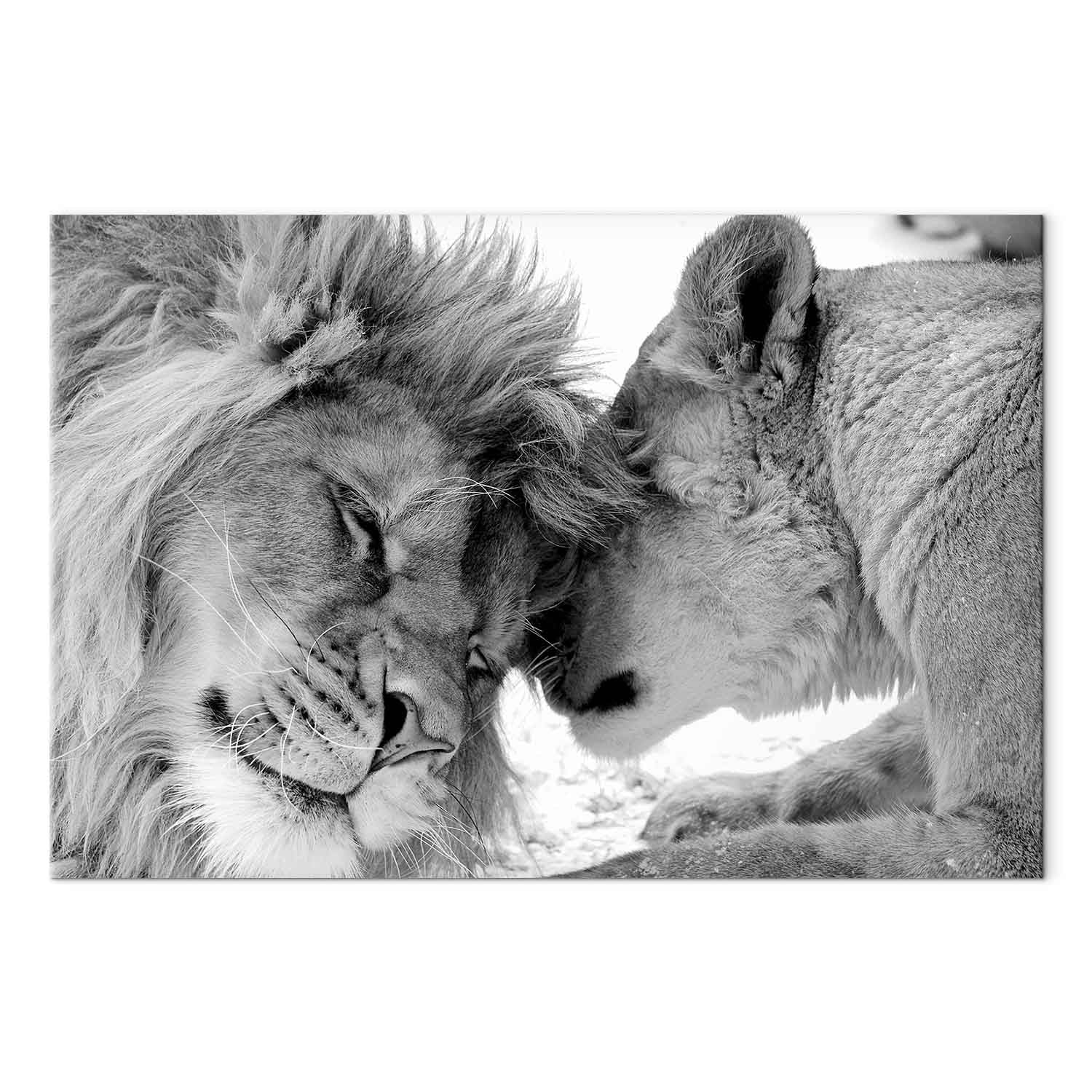 Romantic Lion Couple Canvas Print