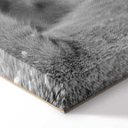 Romantic Lion Couple Canvas Print