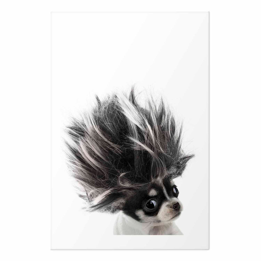 Chihuahua Dog Animal Poster