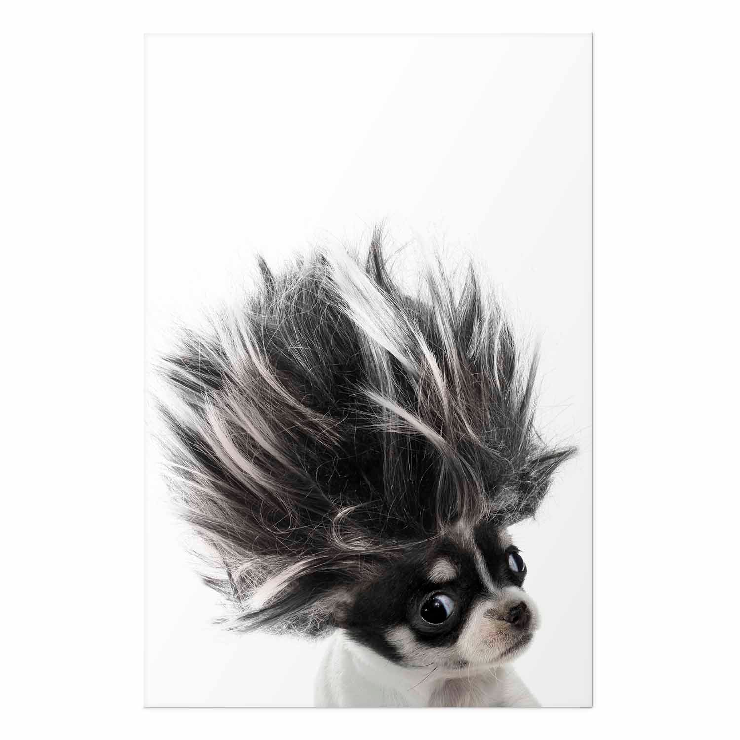 Chihuahua Dog Animal Poster