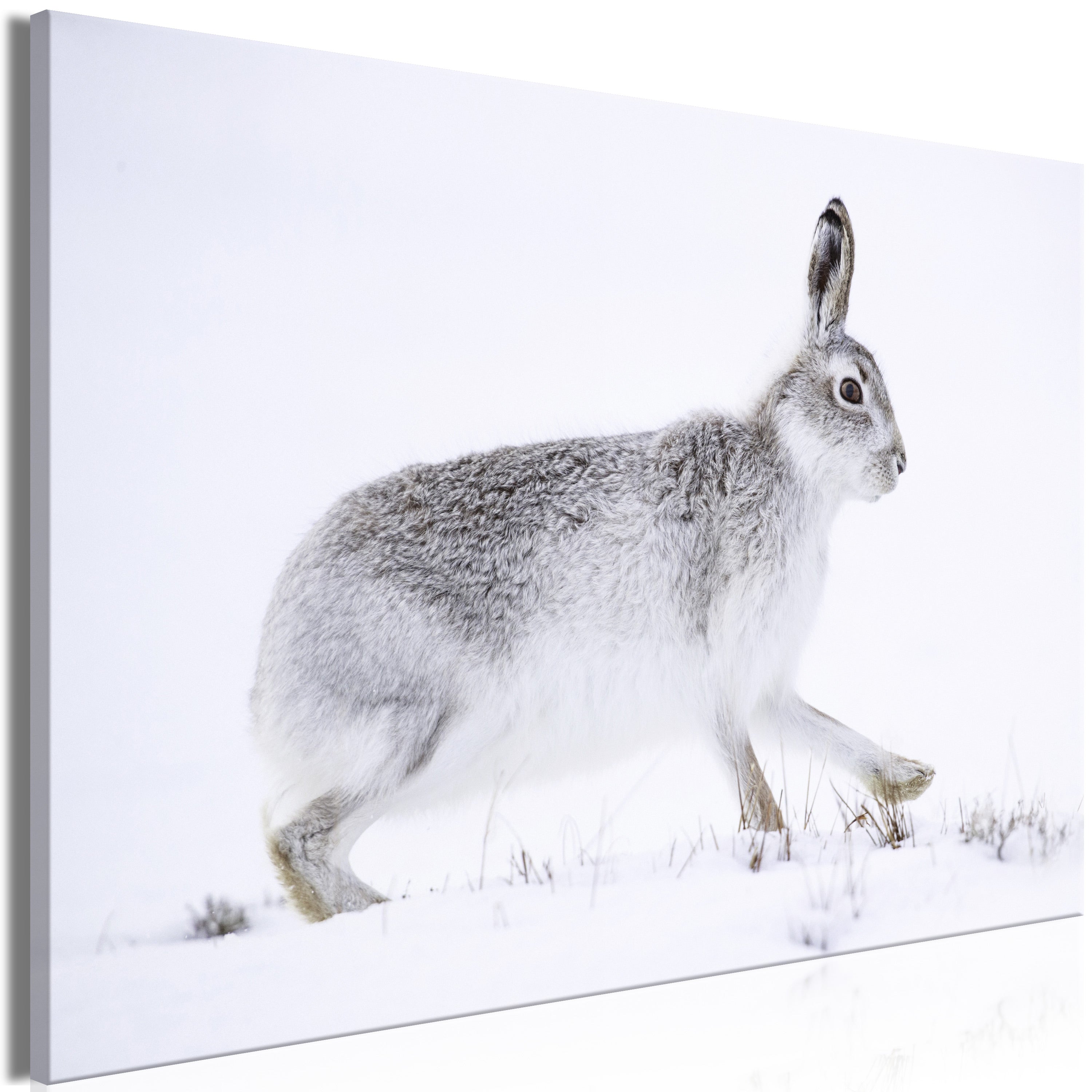 Canvas Print Hare Wide 1 Part