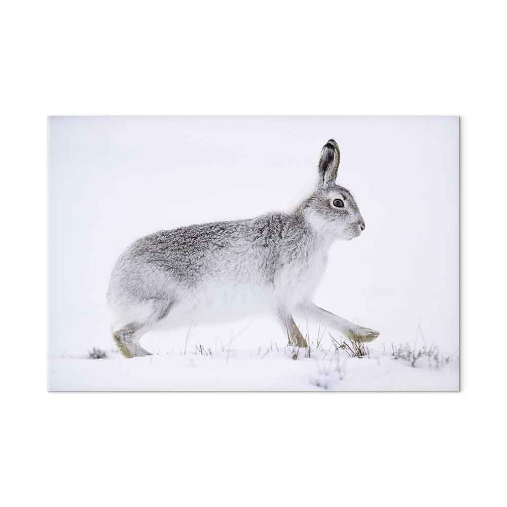 Winter Hare Nature Canvas Print