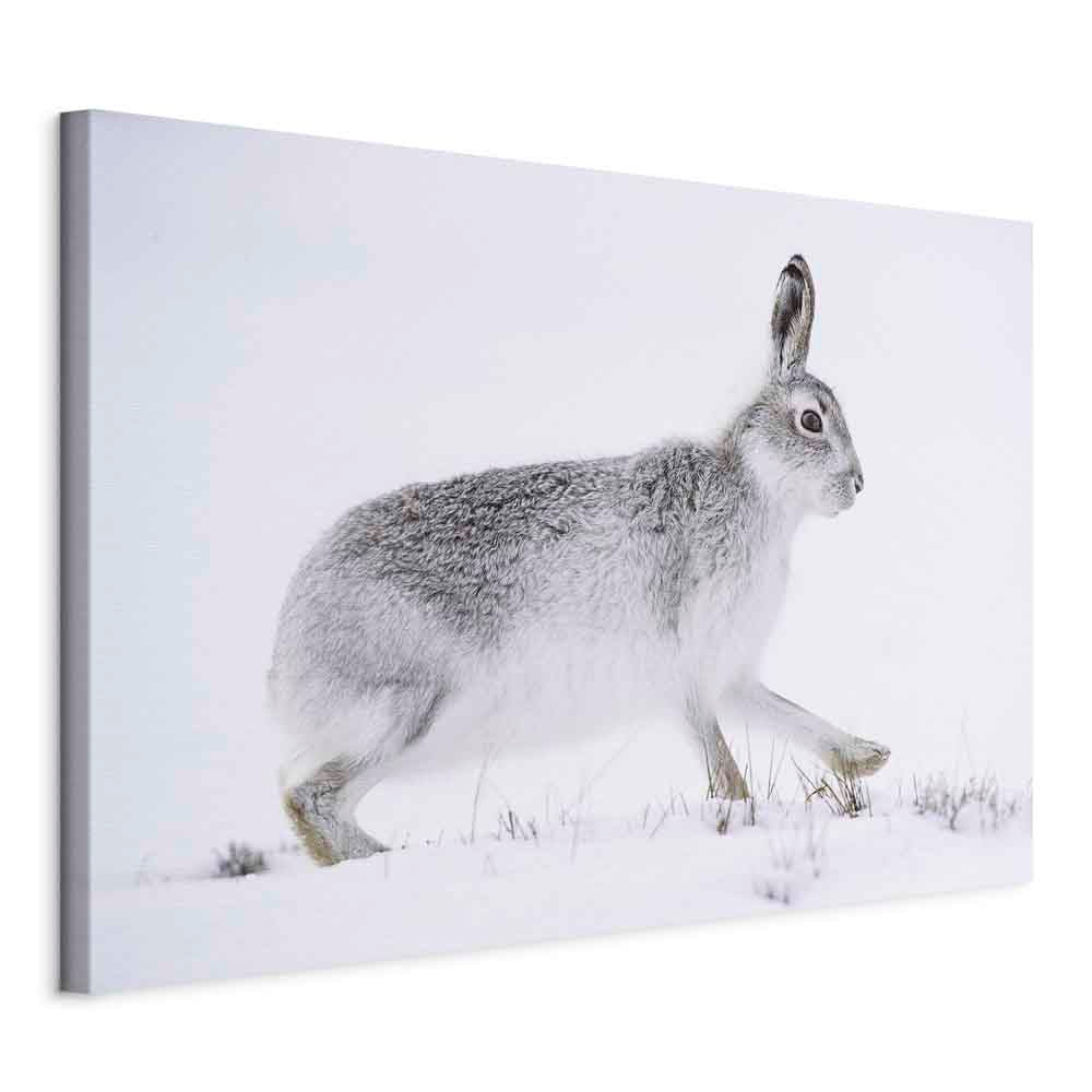 Winter Hare Nature Canvas Print
