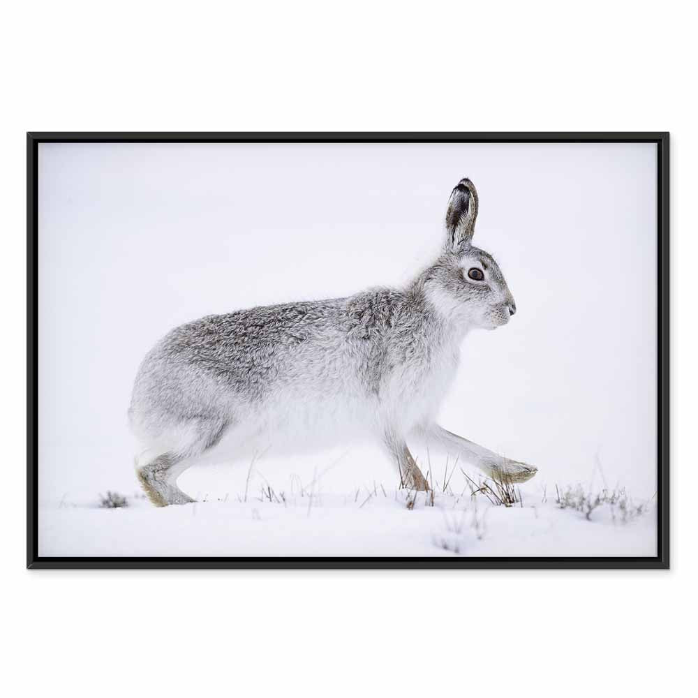 Winter Hare Nature Canvas Print