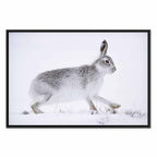 Winter Hare Nature Canvas Print