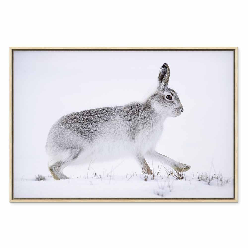 Winter Hare Nature Canvas Print