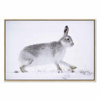 Winter Hare Nature Canvas Print