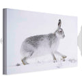 Winter Hare Nature Canvas Print