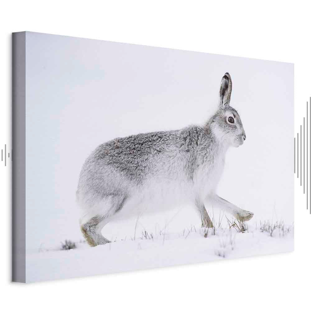 Winter Hare Nature Canvas Print