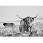 Highland Cattle Photo Wall Mural