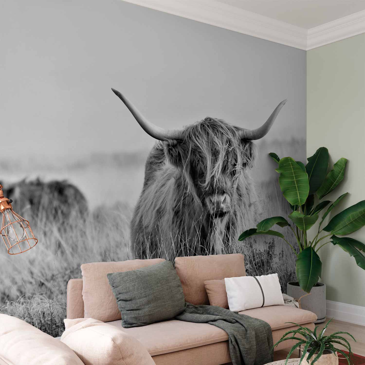 Highland Cattle Photo Wall Mural