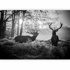 Deers in Morning Forest Nature Wall Mural