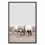 White Horses Nature Canvas Print