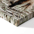 Young Stag Animal Canvas Print