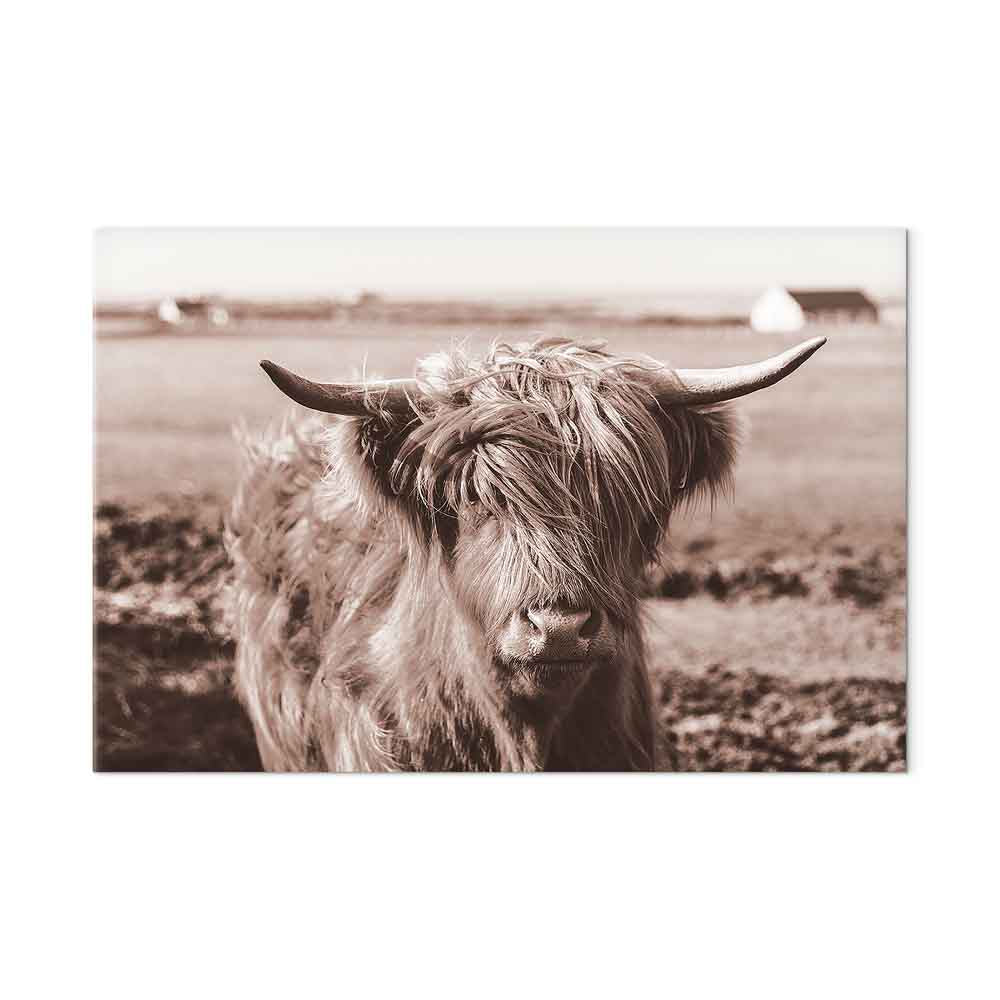 Scottish Cow Sepia Canvas Print
