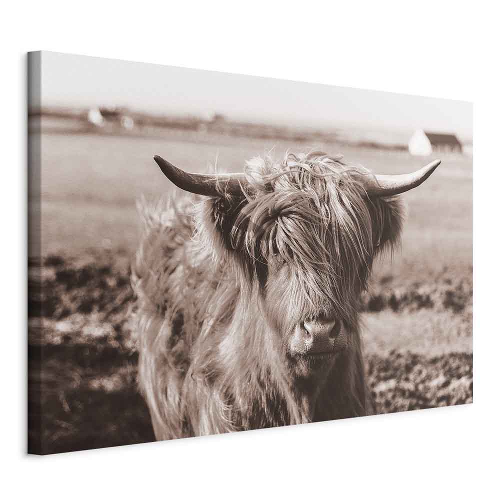 Scottish Cow Sepia Canvas Print
