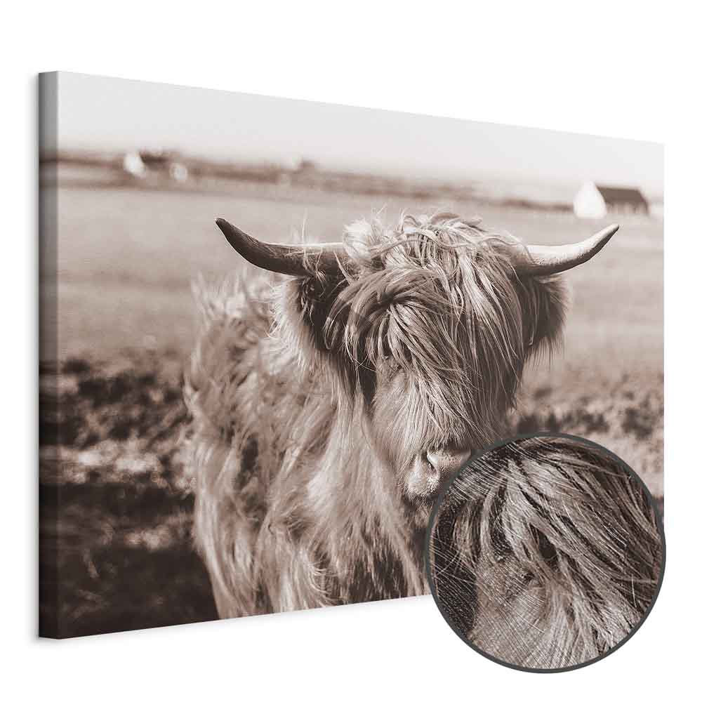 Scottish Cow Sepia Canvas Print