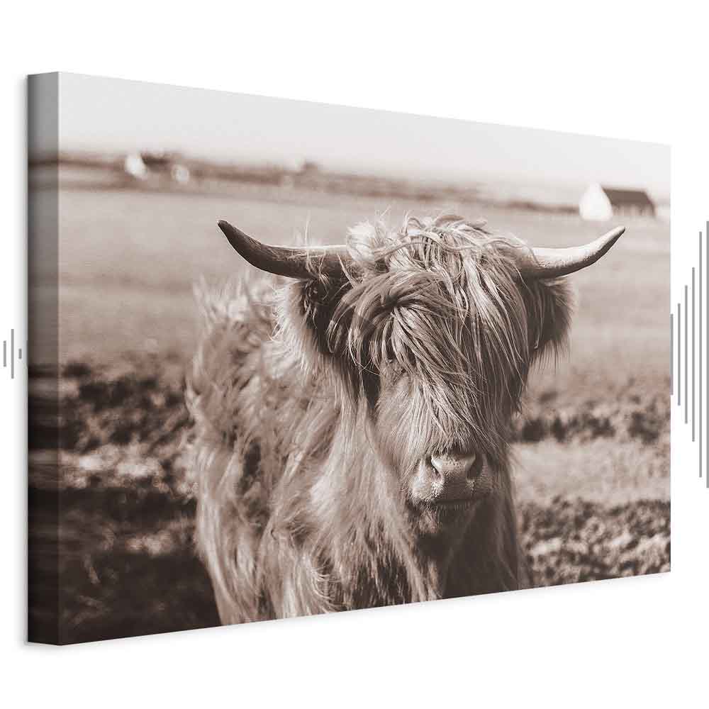 Scottish Cow Sepia Canvas Print