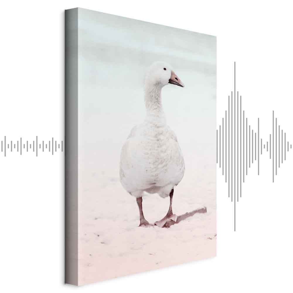 Winter Duck Nature Canvas Print