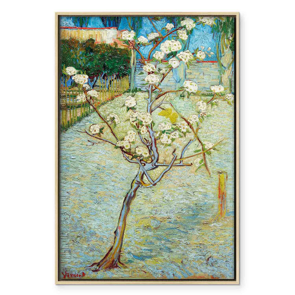 Blossoming Pear Tree Nature Canvas Print