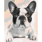 French Bulldog Animals Paint by Numbers Kit