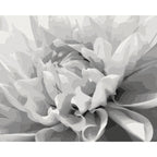 Black & White Flower Paint by Numbers Kit